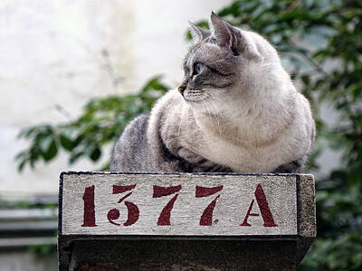 Stocktrek Images - Cat Keeping A Watchful Eye by Rick Rosenshein