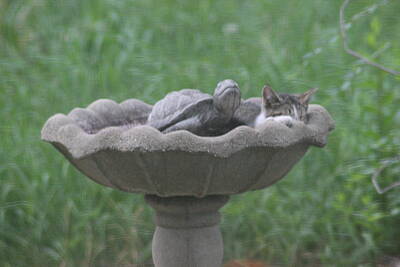 Negative Space Royalty Free Images - Cat napping in birdbath Royalty-Free Image by Cliff Ball