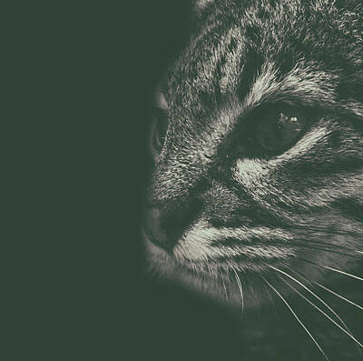 Portraits Photos - Cat Portrait by Martin Newman