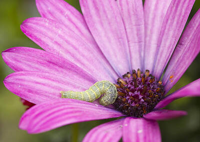 Pbs Kids - Caterpillar on a Flower by Chris Smith