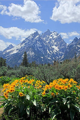 United States Map Designs - DM9328-Cathedral Group Tetons  by Ed  Cooper Photography
