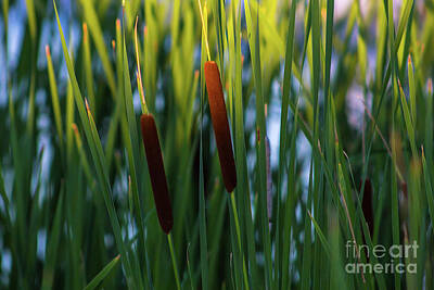 Rowing Royalty Free Images - Cattails  Royalty-Free Image by Douglas Milligan
