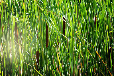 From The Kitchen - Cattails in the Morning Sun by Gwen Gibson