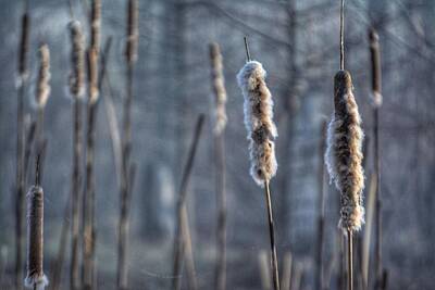 Target Threshold Photography - Cattails in the Winter by Sumoflam Photography