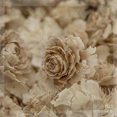 Roses Photos - Cedar Rose Square - 3347 by Teresa Wilson