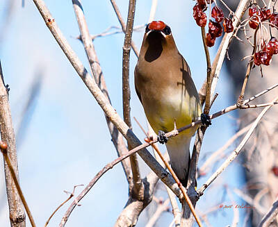 Anchor Down Royalty Free Images - Cedar Waxwing And Berries Royalty-Free Image by Ed Peterson