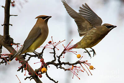 Vintage Country Maps Royalty Free Images - Cedar Waxwing Pair Royalty-Free Image by Michael Dawson
