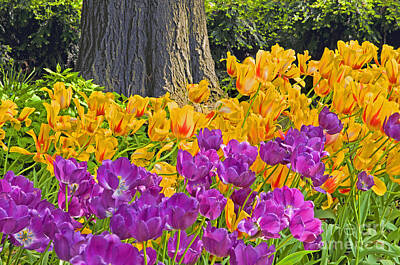 Abtracts Laura Leinsvencner - Central Park Tulip Display by Regina Geoghan