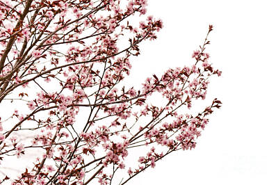 Florentius The Gardener - Cerasus cherry tree pink blossoms by Arletta Cwalina