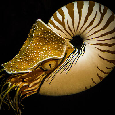 Venice Beach Bungalow - Chambered nautilus, by Sean O