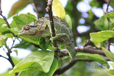 University Icons Royalty Free Images - Chameleon on branch Royalty-Free Image by Robin Pedrero