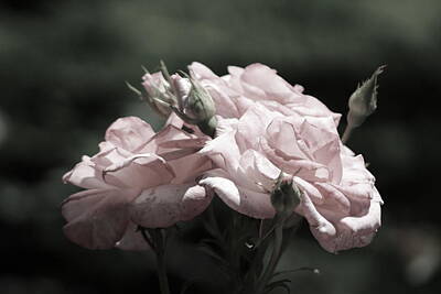 Modern Man Air Travel - Champagne Blush Roses in Chicago Botanical Garden by Colleen Cornelius