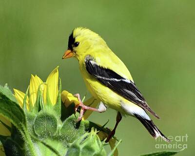Landmarks Rights Managed Images - American Goldfinch Checking Out The Sunflower  Royalty-Free Image by Cindy Treger