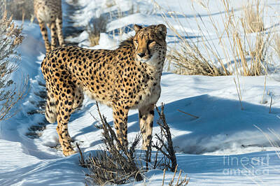 Impressionist Nudes Old Masters - Cheetah and Snow by Dianne Phelps