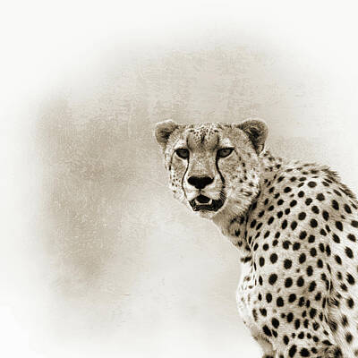 Mammals Photos - Cheetah Sepia Closeup Square by Good Focused