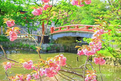 Granger Royalty Free Images - Cherry blossom in Kamakura Royalty-Free Image by Benny Marty