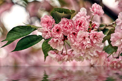 Wild Weather - Cherry Blossom wall hanging by Geraldine Scull