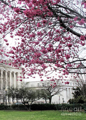 Civil War Art - Cherry Blossoms in DC by Ruth Jolly