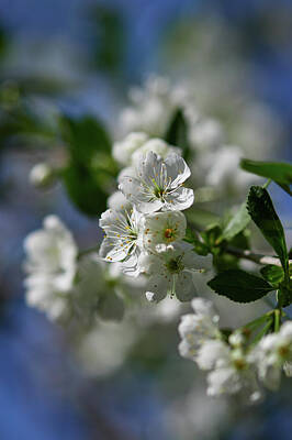 Jouko Lehto Photos - Cherry flowers 3 by Jouko Lehto