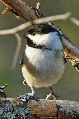 Easter Egg Hunt Royalty Free Images - Chickadee Enjoying the Sun Royalty-Free Image by Michael Peychich