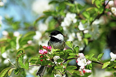 Graduation Hats - Chickadee In The White Blossoms by Debbie Oppermann