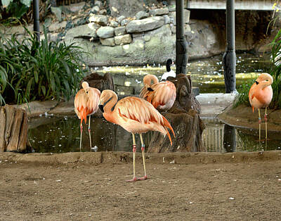Sugar Skulls Rights Managed Images - Chilean Flamingo-1 Royalty-Free Image by Michael Gordon