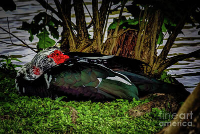 Whimsically Poetic Photographs - Chinese Duck At Rest by JB Thomas