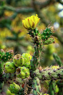 Mark Myhaver Royalty-Free and Rights-Managed Images - Cholla In Spring v1810 by Mark Myhaver