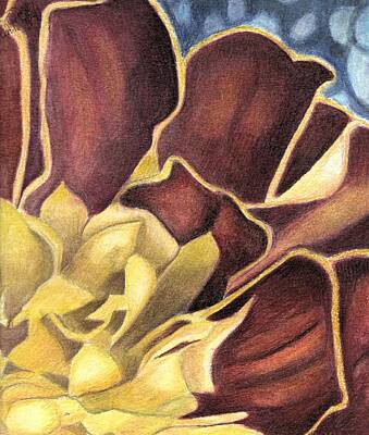 Abstract Flowers Drawings - Chrysanthemum  by Jodi Mahaffey