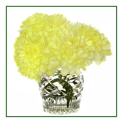 Curated Weekender Tote Bags - Chrysanthemums In Crystal by Terence Davis