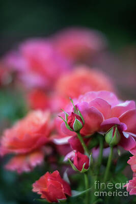 Roses Royalty-Free and Rights-Managed Images - Cinco de Mayo Roses Color Explosion by Mike Reid