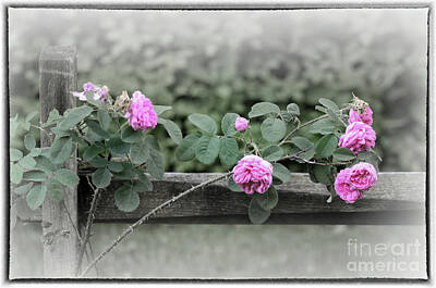 Sara Habecker Folk Print Royalty Free Images - Climbing Pink Roses with Border Royalty-Free Image by Karen Adams
