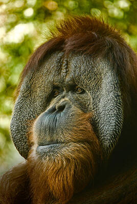 Queen - Close Up Portrait Of Orangutan by Aaron Sheinbein