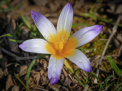 The Female Body Royalty Free Images - Closeup of a crocus flower in spring Royalty-Free Image by Stefan Rotter