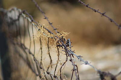 A White Christmas Cityscape - Closeup of Barbed Wire and Dried Vines in Tawny by Colleen Cornelius