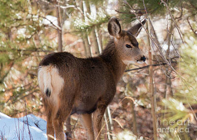 Steven Krull Royalty Free Images - Closeup Winter Deer Royalty-Free Image by Steven Krull