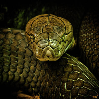 Reptiles Photo Royalty Free Images - Cobra Royalty-Free Image by Chris Lord