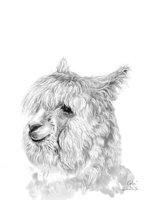 Mammals Drawings - Cole by Kristin Llamas