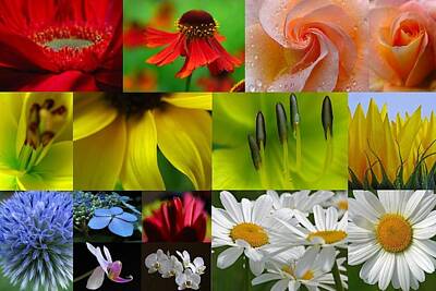 Abstract Flowers Photos - Color Emotion by Juergen Roth