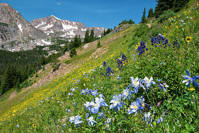 Adventure Photography Royalty Free Images - Colorado Blue Columbine Summer Beauty Royalty-Free Image by Cascade Colors