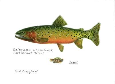 Animals Drawings - Colorado Greenback Cutthroat Trout by Daniel Lindvig