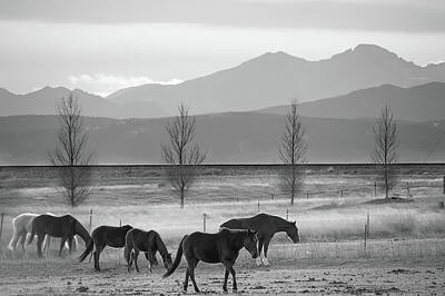 Animals Photos - Colorado Mountain Horses - Black and White by Gregory Ballos