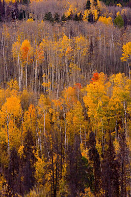 James Bo Insogna Royalty-Free and Rights-Managed Images - Colorful Colorado Autumn Landscape Vertical Image by James BO Insogna