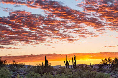 James Bo Insogna Rights Managed Images - Colorful Sonoran Desert Sunrise Royalty-Free Image by James BO Insogna