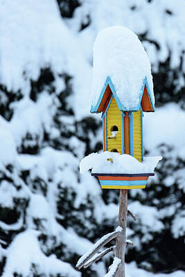 From The Kitchen - Colorful wooden birdhouse in the snow by Nicola Simeoni