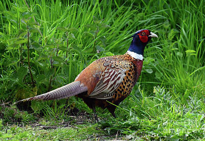 Parisian Bistro - Colourful Pheasant in the grass by Paul Cummings