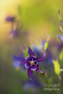 Impressionism Photo Royalty Free Images - Columbine Dream Light Royalty-Free Image by Mike Reid