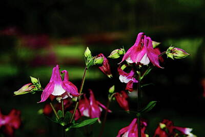 Kim Fearheiley Photography Rights Managed Images - Columbine Flower Gathering Royalty-Free Image by Allen Nice-Webb