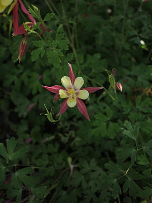 On Pointe Rights Managed Images - Columbine Royalty-Free Image by Jessica Myscofski