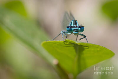 Vintage Buick Rights Managed Images - Common Blue Damselfly Royalty-Free Image by Jivko Nakev